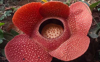 Wow! 2 Bunga Rafflesia Arnoldi Mekar Bersamaan di Rejang Lebong