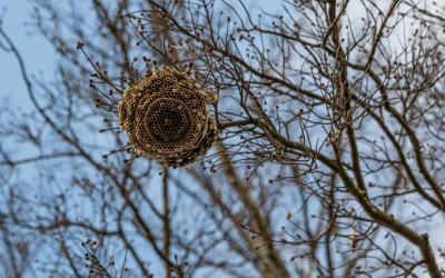 Tips Aman Mengusir Tawon yang Bersarang di Sekitar Rumah
