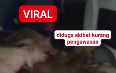 Viral! Mobil SPPG di Nias Selatan Angkut Babi