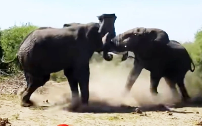 Gajah Liar Ngamuk Serang Warga, Bocah 8 Tahun Jadi Sasaran Luka Parah