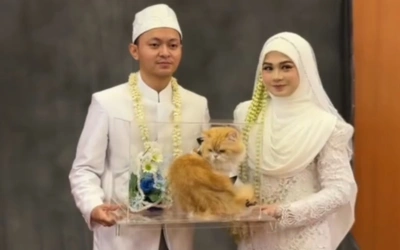 Viral! Pengantin di Banjarmasin Jadikan Kucing Persia Sebagai Seserahan