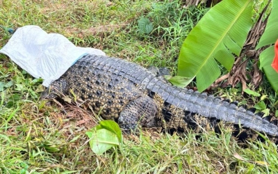 Evakuasi Dramatis Buaya Besar di Sawah Bekasi, Diduga Hewan Peliharaan Lepas