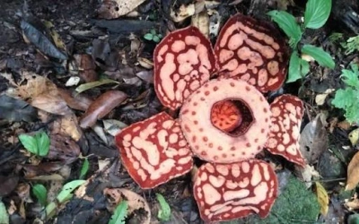 Bunga Bangkai Raksasa Rafflesia Hasseltii Mekar di Rejang Lebong, Ini Aturan Ketat Bagi Pengunjung yang Ingin Melihat