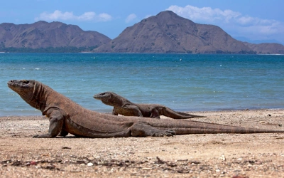 Seberapa Bahaya Gigitan Komodo?