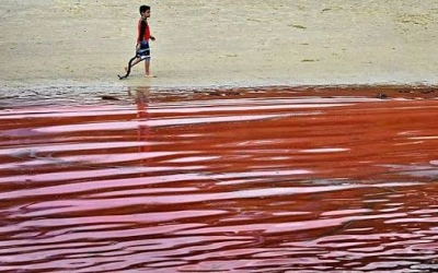 Viral Laut Merah seperti Darah, Ternyata Ini Penyebab Sebenarnya