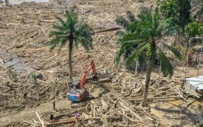 Polisi Temukan Jejak Pembalakan Liar di Sumut, Kasus Ditingkatkan ke Tahap Penyidikan