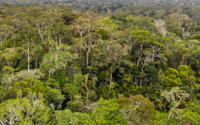 Komisi IV Beri Waktu 30 Hari Kemenhut Bongkar Kasus Penebangan Hutan Sumatera