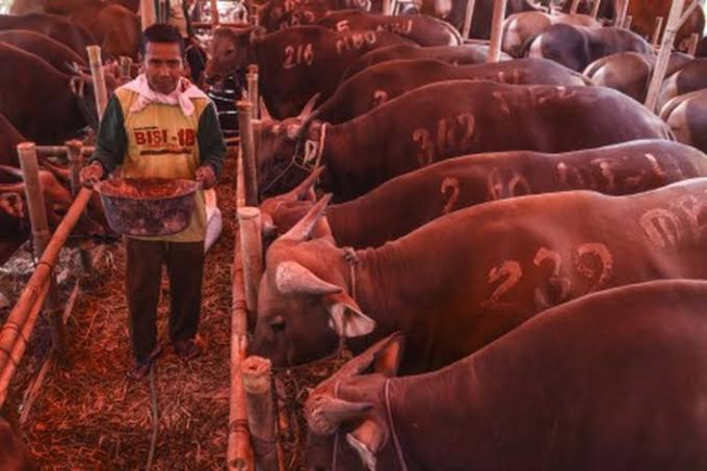 Berkah Idul Adha Bagi Achmad, Pengepul Kulit Sapi dan Kambing