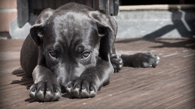Bolehkan Memelihara Anjing dalam Islam? Begini Hukumnya dalam Banyak Pendapat