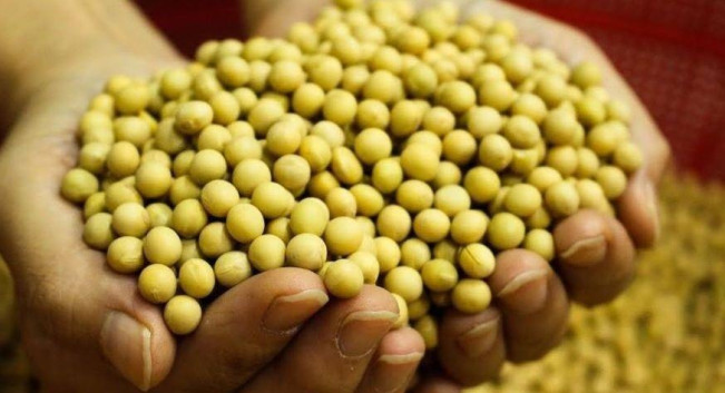 Pernyataan BPN Soal Stok Kedelai Dibantah Mendag