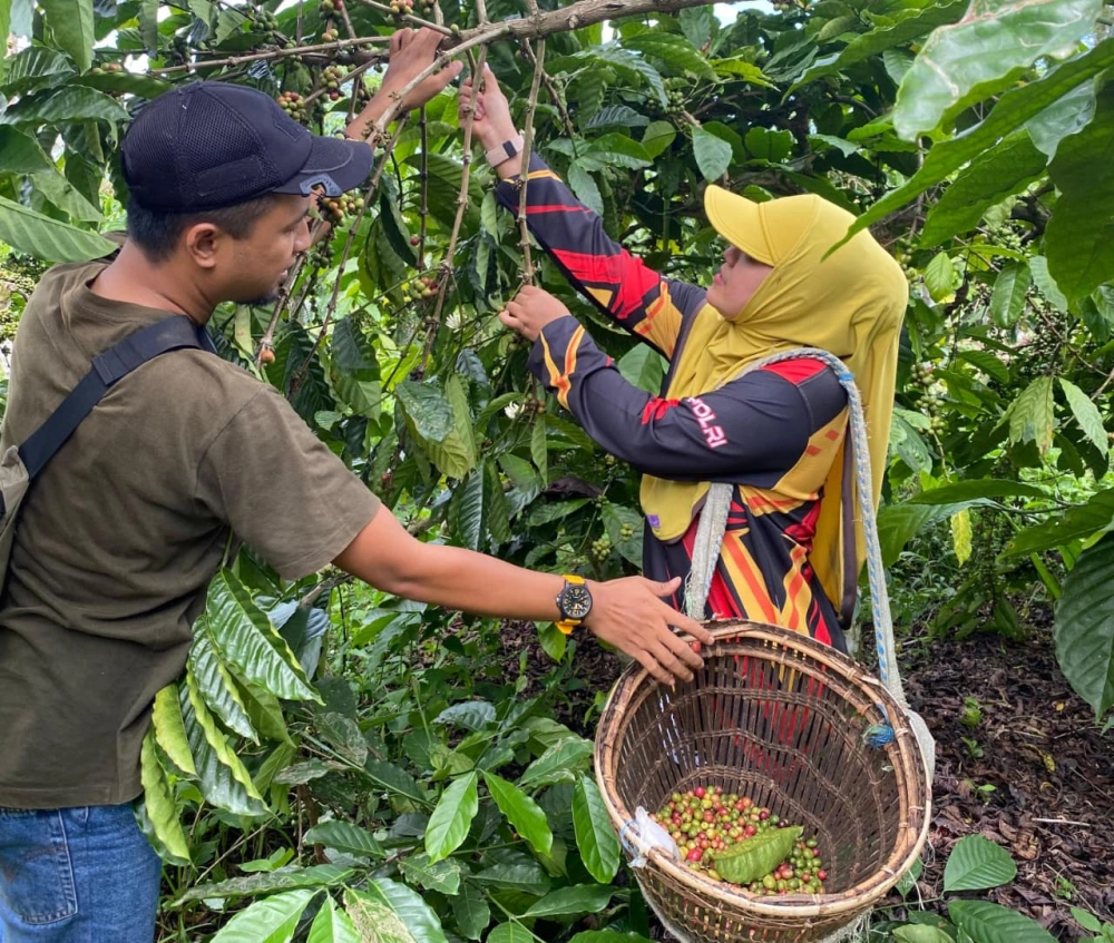 Potensi Kopi Rejang Lebong Dilirik Pasar Internasional