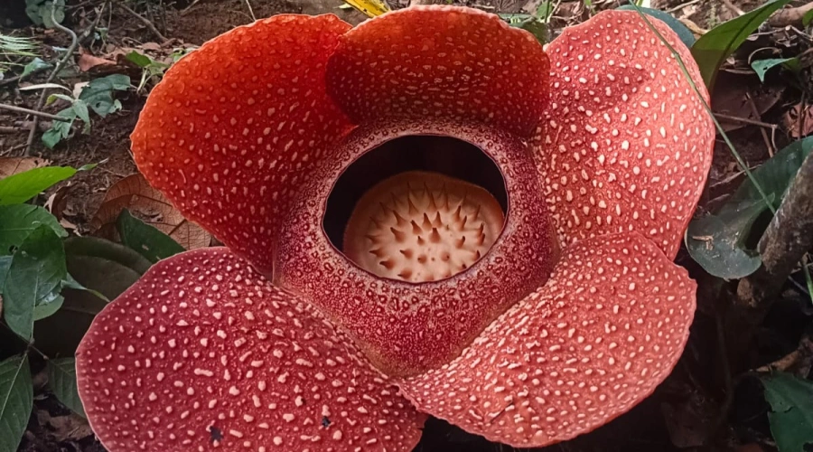 Wow! 2 Bunga Rafflesia Arnoldi Mekar Bersamaan di Rejang Lebong
