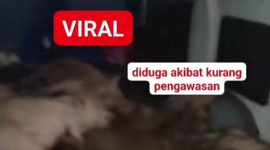 Viral! Mobil SPPG di Nias Selatan Angkut Babi