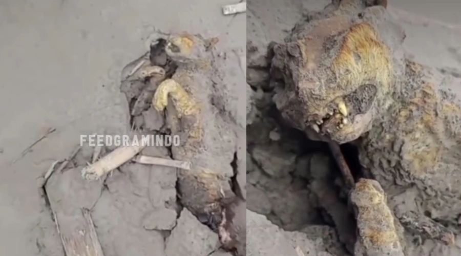 Viral Warga Temukan Anak Macan Malang Tertimbun Material Erupsi Gunung Semeru