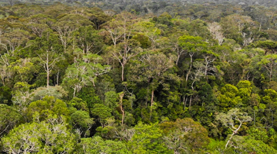 Komisi IV Beri Waktu 30 Hari Kemenhut Bongkar Kasus Penebangan Hutan Sumatera