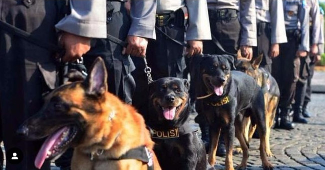 Jangan Kaget, Bayaran Anjing Pelacak di Gedung Perkantoran Lebih Tinggi dari UMR