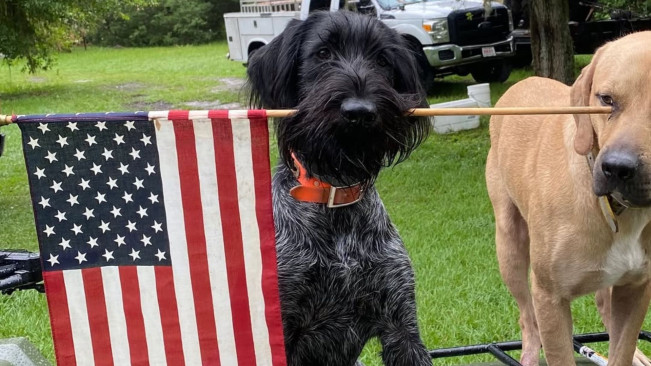 Anjing Pemburu Piton Legendaris Tewas Tertabrak, Kini Berharap pada Anaknya