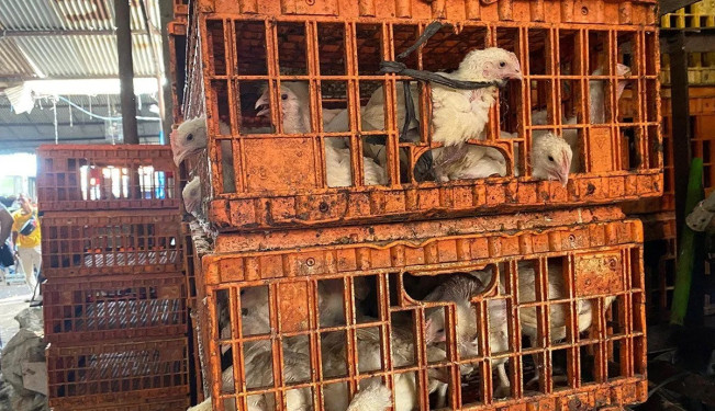 Tips Kenali Ciri Ayam Gelonggongan, Berkaca Kasus di Kebayoran Lama