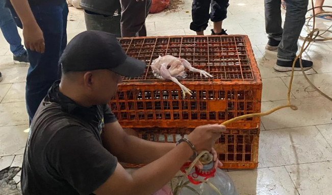 5 Fakta Kasus Ayam Gelonggongan di Kebayoran Lama, Omzet Jutaan