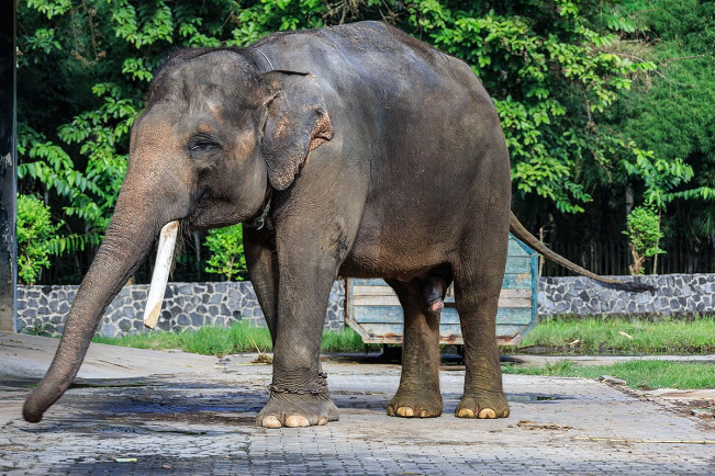 Seekor Gajah Sumatera Ditemukan Mati di Bengkulu, Ada Luka Tembak di Bagian Ini