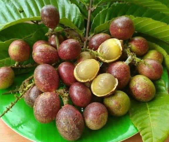 Intip 8 Manfaat Matoa yang Bikin Imun Tubuh Kuat dan Kulit Glowing Bebas Kerutan!