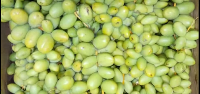 Kurma, Buah Sunnah Kaya Manfaat Jadi Pilihan Utama Menu Berbuka Puasa