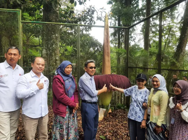 Tak Hanya Budiono dan Istri, Mekarnya Bunga Bangkai Juga Pernah Pikat Meutia Hatta