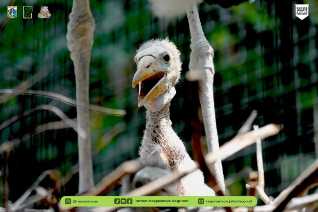 Cara Beli Tiket Masuk Taman Margasatwa Ragunan Lewat Online dan Offline