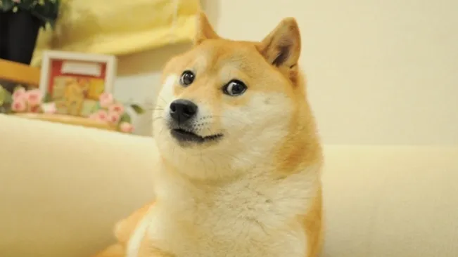 Anjing yang Menjadi Wajah Dogecoin Meninggal Dunia