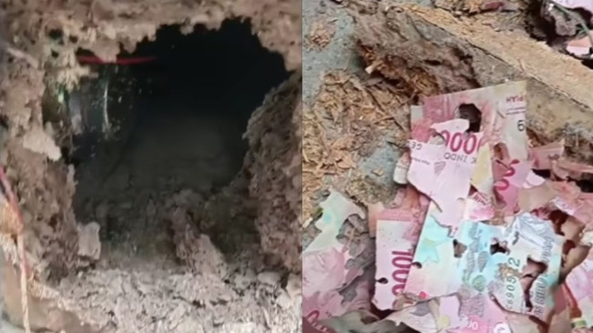 Viral Uang Tabungan Hasil Usaha Laundry Bertahun-tahun Habis Dimakan Rayap