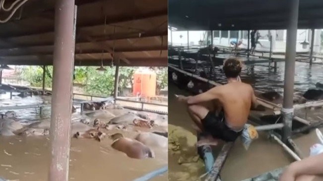 Kasihan, Puluhan Sapi Hampir Tenggelam dalam Kandang akibat Banjir Bekasi