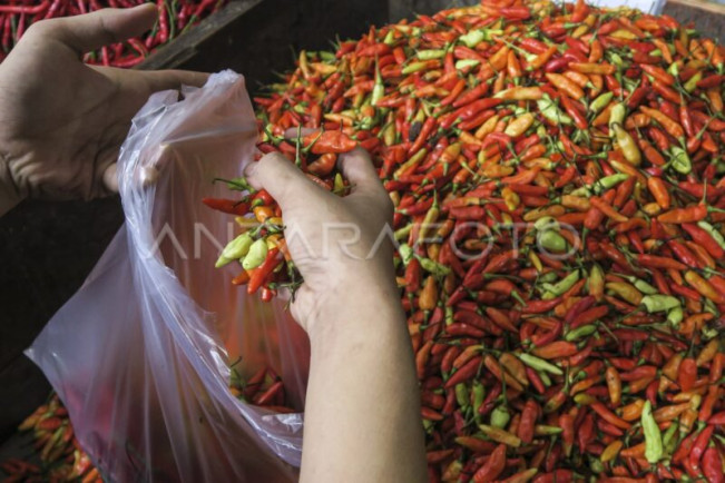 El Nino Buat Harga Cabai "Semakin Pedas"