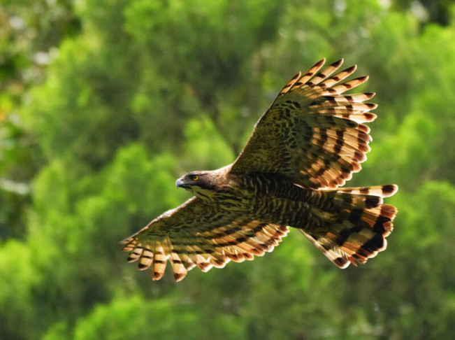 Sambut Hari Kesaktian Pancasila, BTNGHS Lepasliarkan Sang "Garuda"