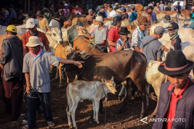 Ditipu Penjual Ternak, 5 Mushala di Bukittinggi Gagal Kurban Tahun Ini