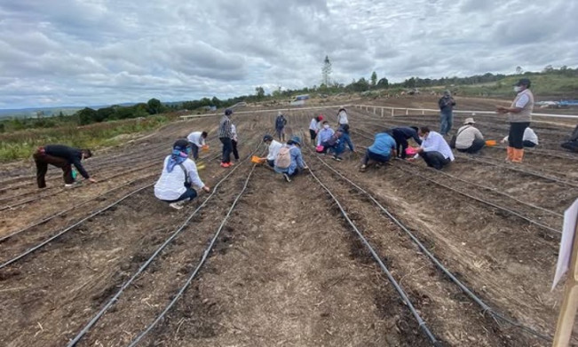Akademisi Sebut Pelibatan TNI di Food Estate Bentuk Keberpihakan pada Rakyat