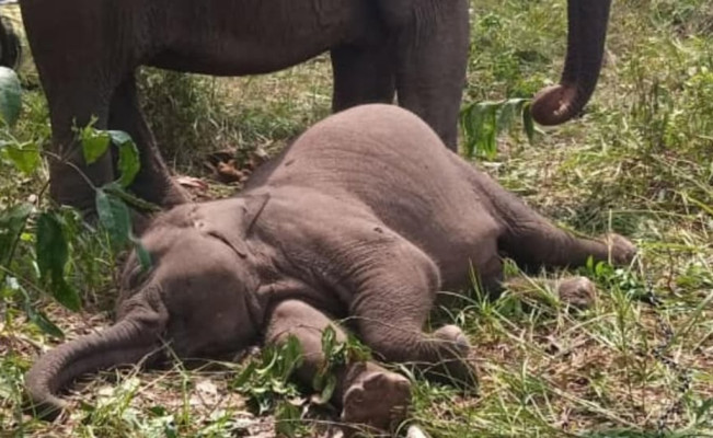 Fakta Meninggalnya Anak Gajah Tari di Tesso Nilo, Terungkap Penyebabnya