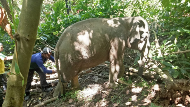 Gajah Sumatra Mati Mengenaskan dalam Kawasan Hutan Konsesi di Mukomuko