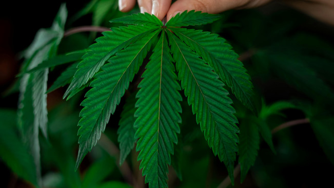 5 Fakta Tentang Tanaman Ganja yang Ladangnya Ditemukan di Gunung Bromo