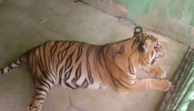 Si Manis, Harimau Sumatera di Medan Zoo Mati