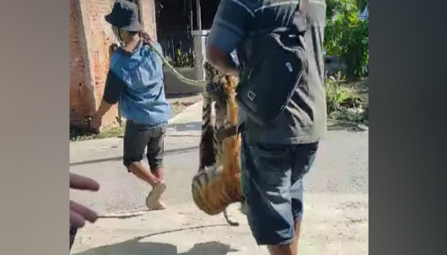 Harimau Sumatera Mati Terjerat Perangkap di Madina