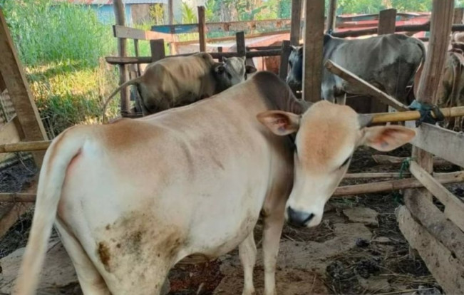 Daftar Harga Hewan Kurban 2025 Kambing Sapi versi Baznas