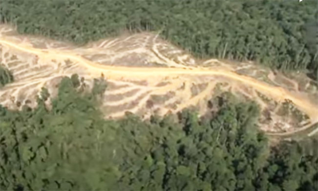 Hutan Tesso Nilo Rusak Akibat Perambah dan Penguasaan Ilegal, Gubri dan Polda Bergerak Pemulihan