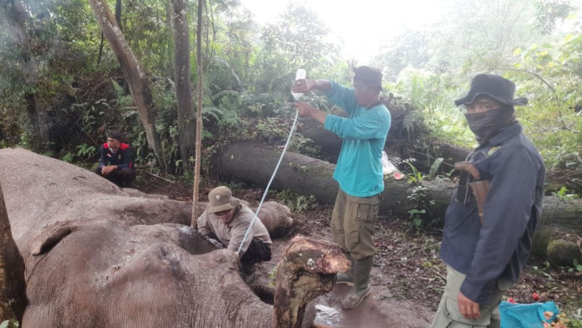 Penyelidikan Kematian Gajah Rahman di Taman Nasional Tesso Nilo Masih Berjalan
