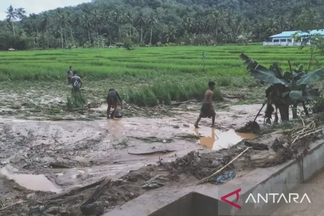 Dampak Banjir Bandang Tapsel, 30 Hektare Padi Sawah Gagal Panen