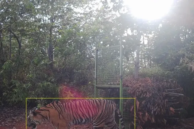 Harimau Terekam Kamera di Lampung, Melintas di Depan Kandang Jebak