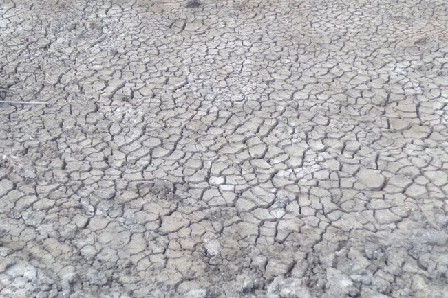 Pulau Jawa Terdampak Kekeringan, Terbanyak di Kabupaten Bogor