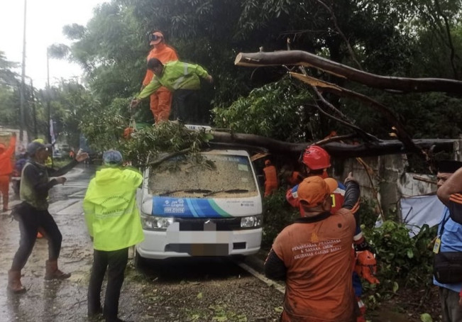 Gegara Hujan Lebat, Pohon Tumbang Timpa JakLingko di Cakung