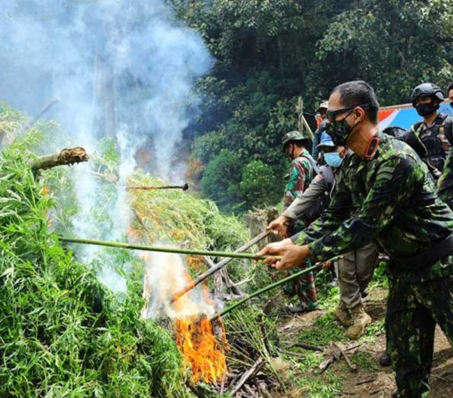 BNN Musnahkan 20 Ribu Pohon Ganja di Aceh