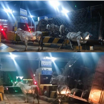 Ada Sapi Masuk di Gerbang Tol Cengkareng, Ini Penyebabnya
