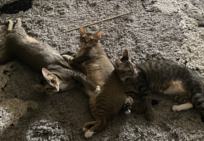 Belasan Kucing Mati Misterius di Tanjung Priok